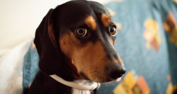 Qué es la ansiedad por separación en perros mascotas gatos, cuáles son los síntomas manifiesta, y qué razas son las más susceptibles.