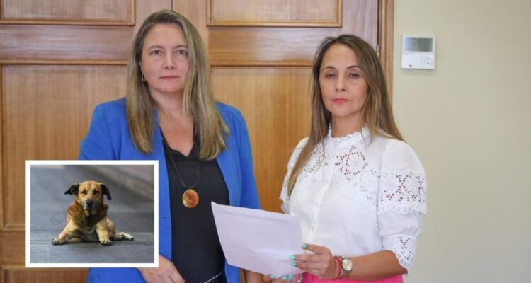 Diputadas cuestionan fiscalización municipal por Ley Cholito ante aumento de ataques de perros