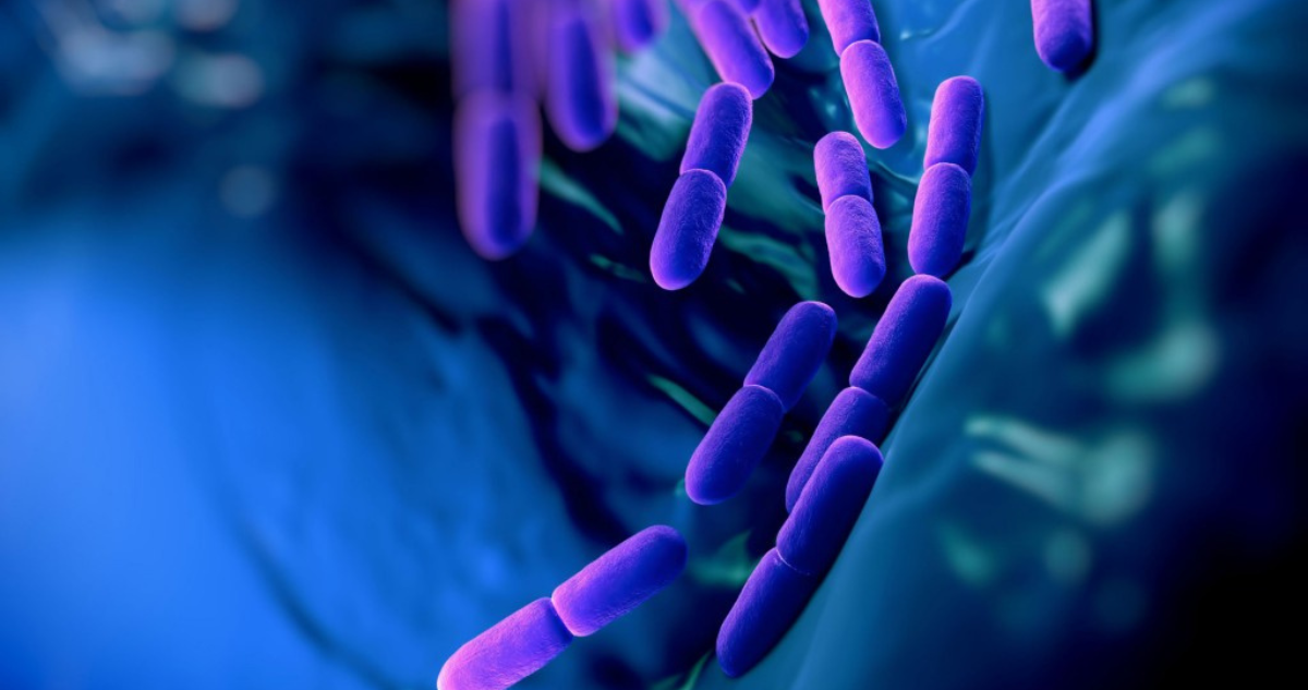 bacteria