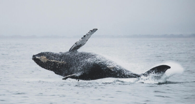 Foto de una ballena jorobada para ilustrar las muertes de ballenas en la Patagonia
