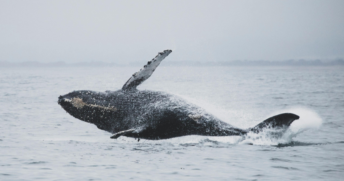 Foto de una ballena jorobada para ilustrar las muertes de ballenas en la Patagonia