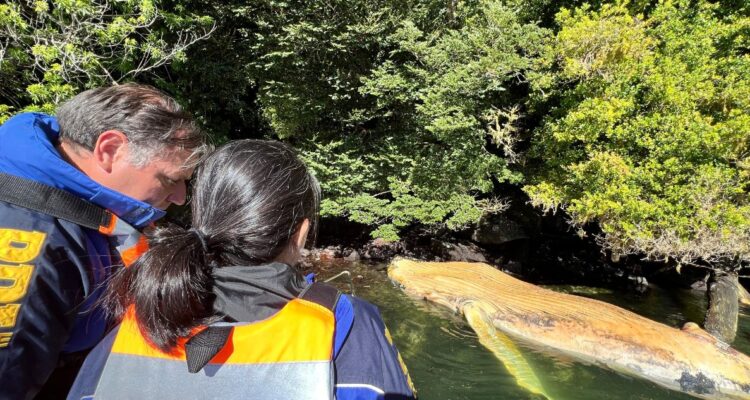 PDI investiga muerte de ballena jorobada en cercanías de parque nacional Laguna San Rafael de Aysén