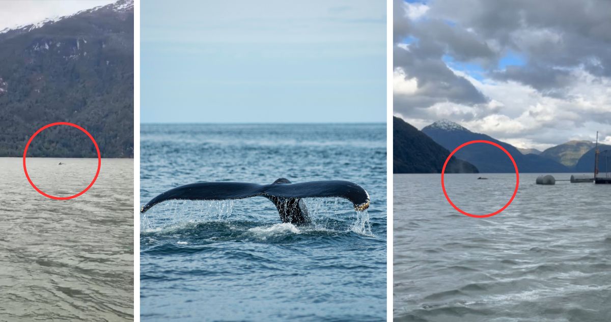 Video confirmaría que ballena muerta en área protegida parque nacional cercana a salmonera nadó por días entre jaulas