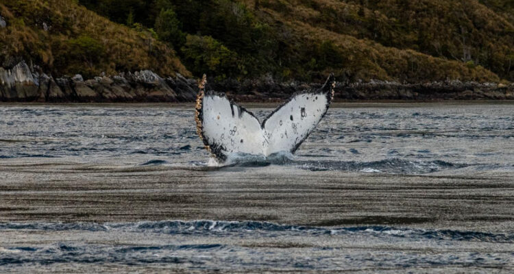 Ballenas mueren en áreas protegidas en chile