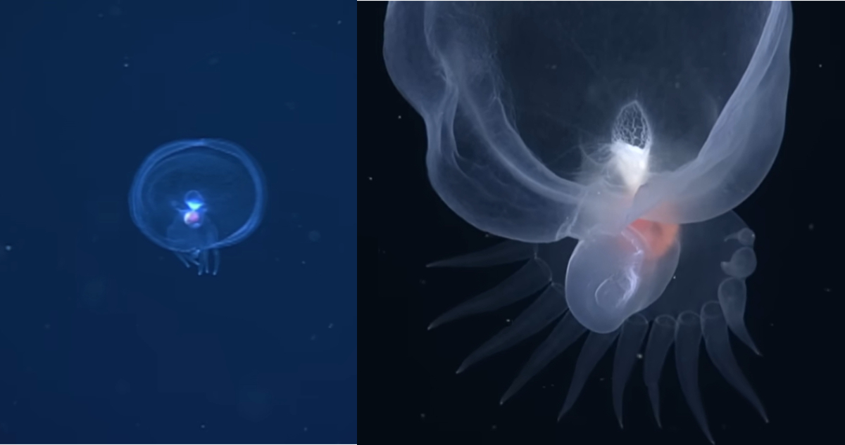Bathydevius caudactylus, la rara criatura marina que parece un fantasma