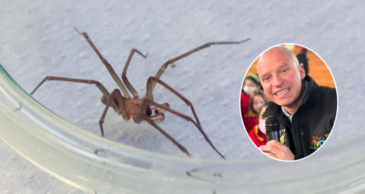 Cómo reconocer una araña de rincón y qué hacer si encuentras una en tu casa