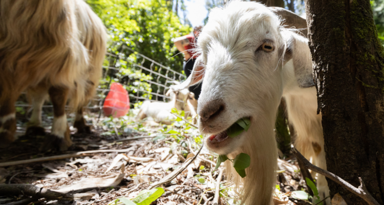 Cabras que son parte de proyecto piloto en la UdeC