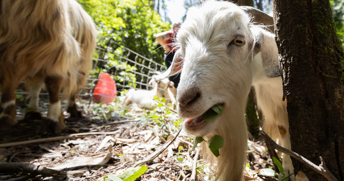Cabras que son parte de proyecto piloto en la UdeC