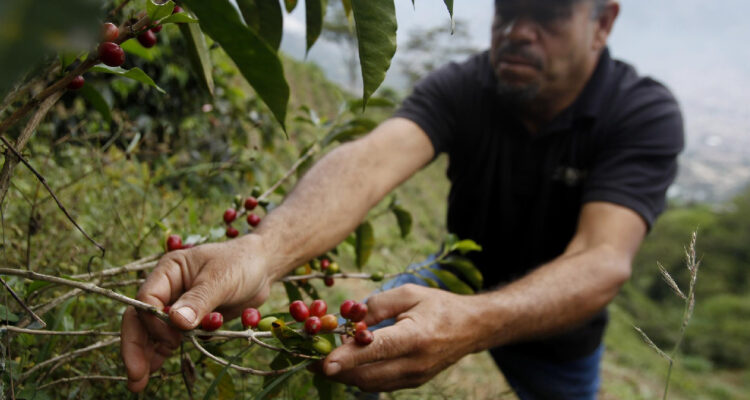 Los cafeteros colombianos celebran precios récord del grano pero también advierten algunos problemas