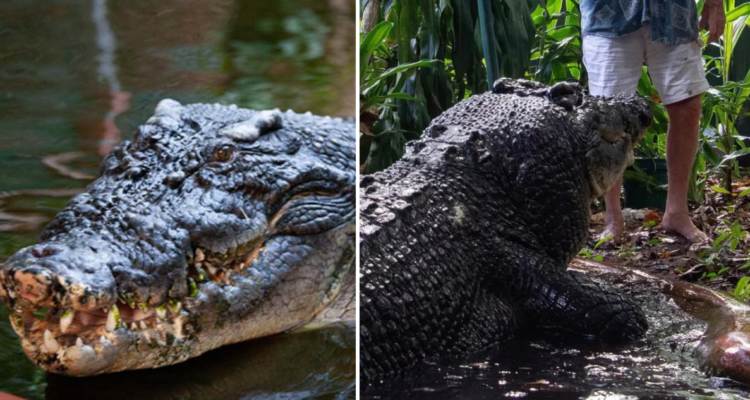 Muere Cassius, el cocodrilo más grande del mundo: tenía 110 años y un Récord Guiness