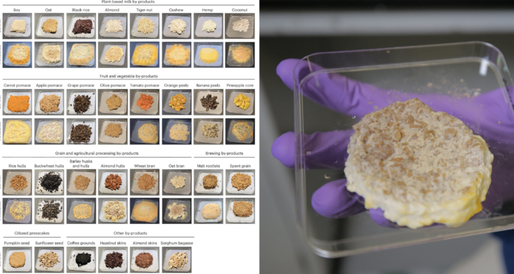 Científicos estudian hongo que podría transformar desperdicios de alimentos en nuevos productos