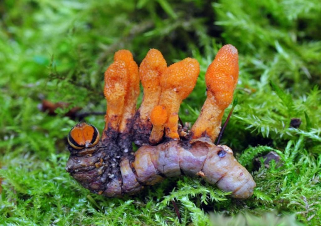 Cordyceps cáncer