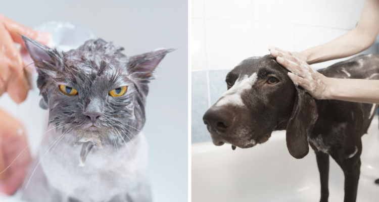 Cinco consejos prácticos y seguros para bañar correctamente a tu mascota en casa, según una experta