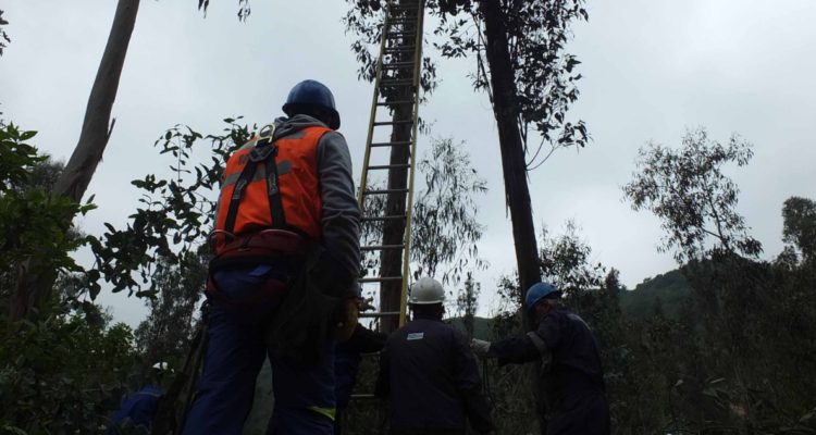 Conaf valora millonaria multa por explotación ilegal de bosque nativo en Chiloé: planean reforestación