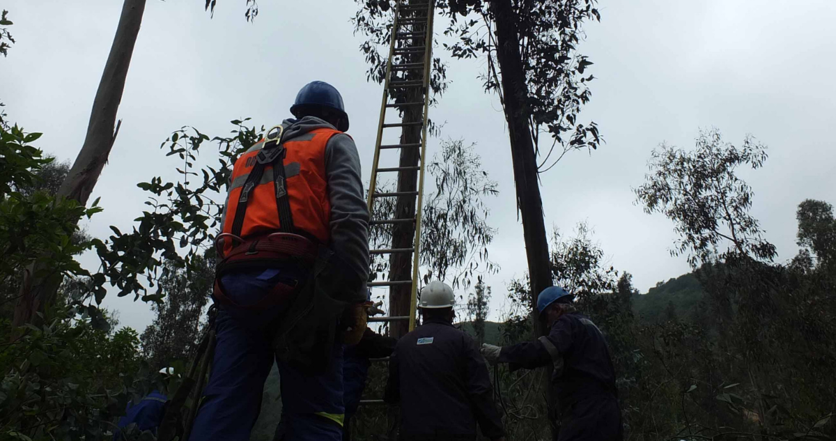 Conaf valora millonaria multa por explotación ilegal de bosque nativo en Chiloé: planean reforestación