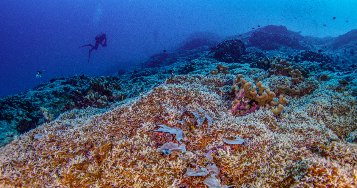 Coral más grande del mundo