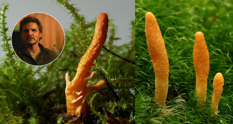Cordyceps cura cáncer