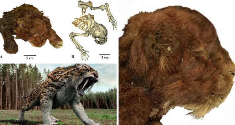 Científicos descubren por primera vez restos de una cría de tigre dientes de sable en Siberia.