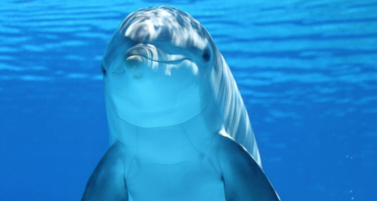 Foto de un delfín nariz de botella