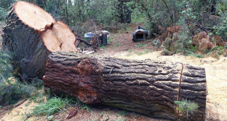 Denuncian tala ilegal en el Santuario de la Naturaleza de Hualpén: Municipalidad acudirá a Fiscalía