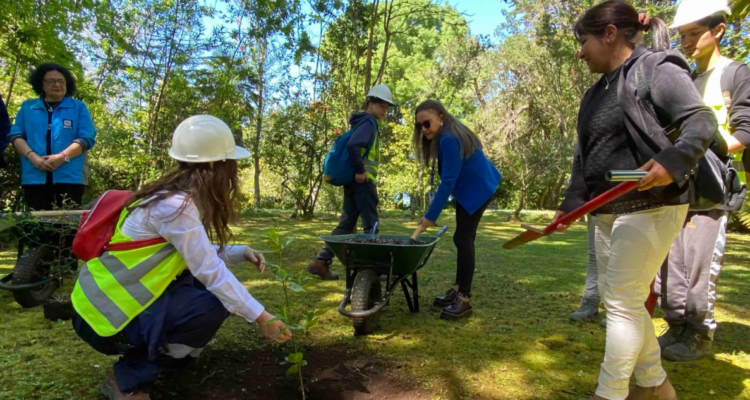 Detallan reforestación del Parque de Lota tras daños por lluvias: plantarán 50 especies nativas