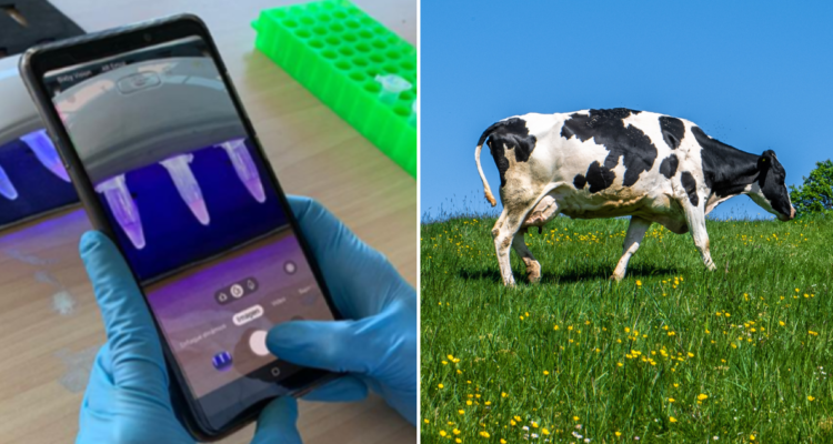 Investigadores chilenos crean dispositivo portátil capaz de detectar en minutos la tuberculosis bovina