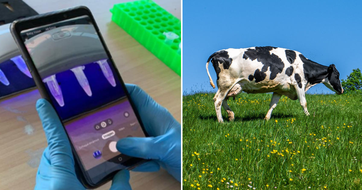 Investigadores chilenos crean dispositivo portátil capaz de detectar en minutos la tuberculosis bovina