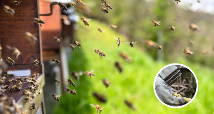 Dos hombres fueron detenidos por arrojar abejas a un grupo de policías tras un operativo de desalojo en Argentina.