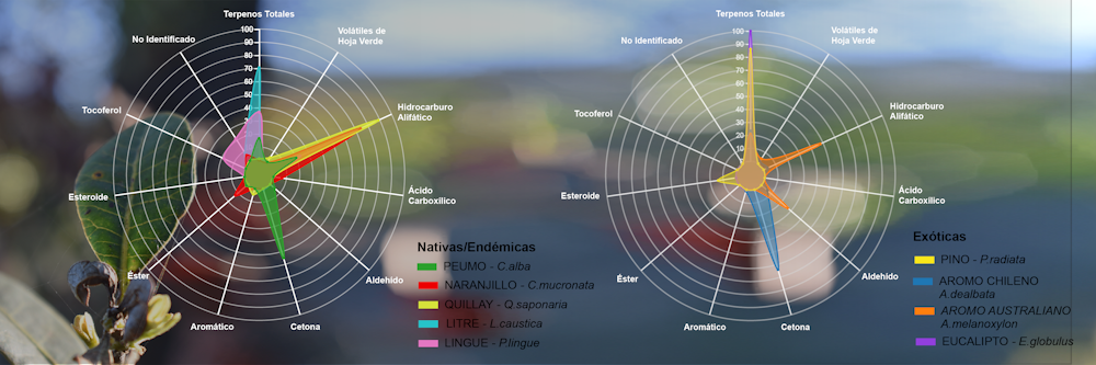 ¿Por qué algunas hojas arden más rápido que otras? La química detrás de los incendios forestales