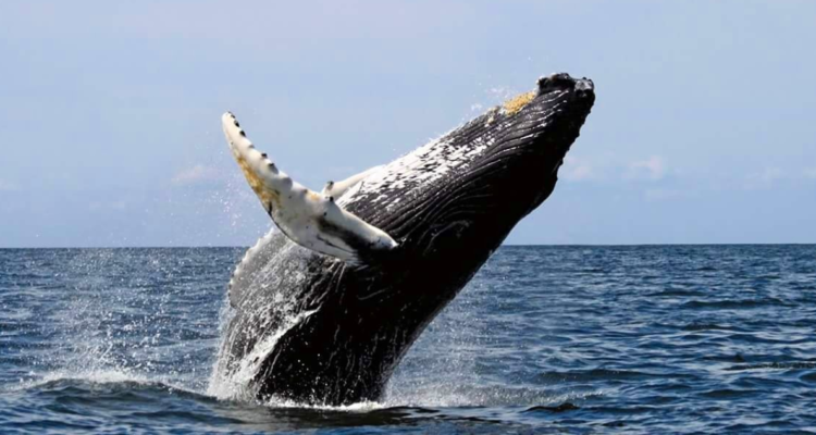 Denuncian la muerte de ballenas jorobadas en áreas protegidas cercanas a salmoneras