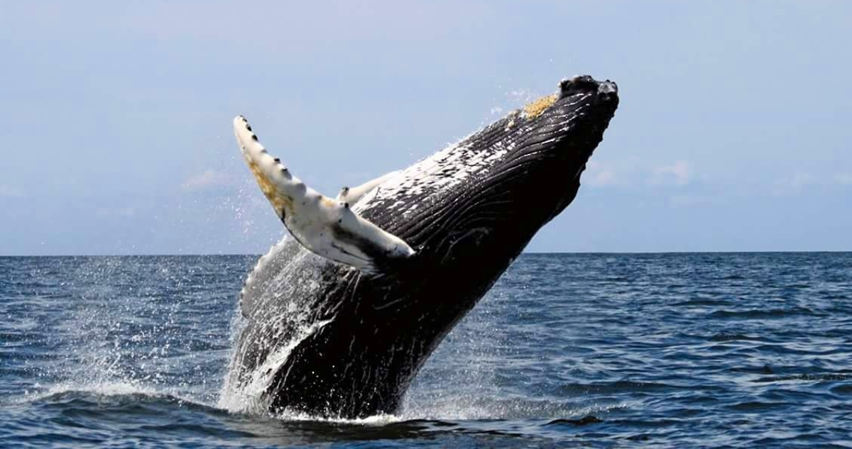 Denuncian la muerte de ballenas jorobadas en áreas protegidas cercanas a salmoneras