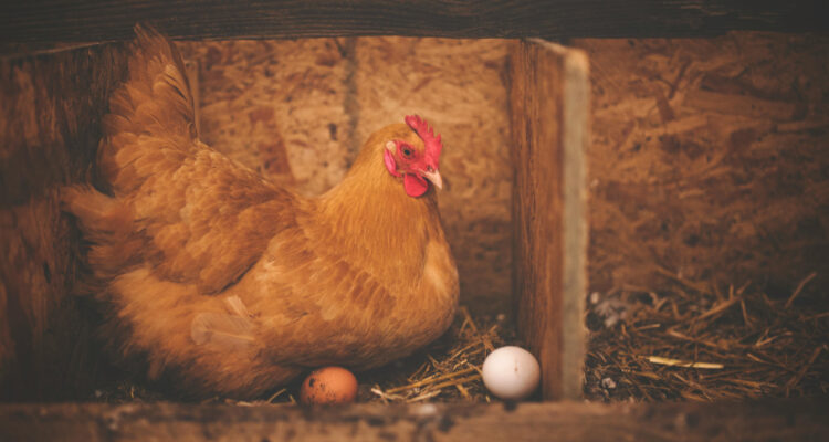 Foto de una gallina con huevos