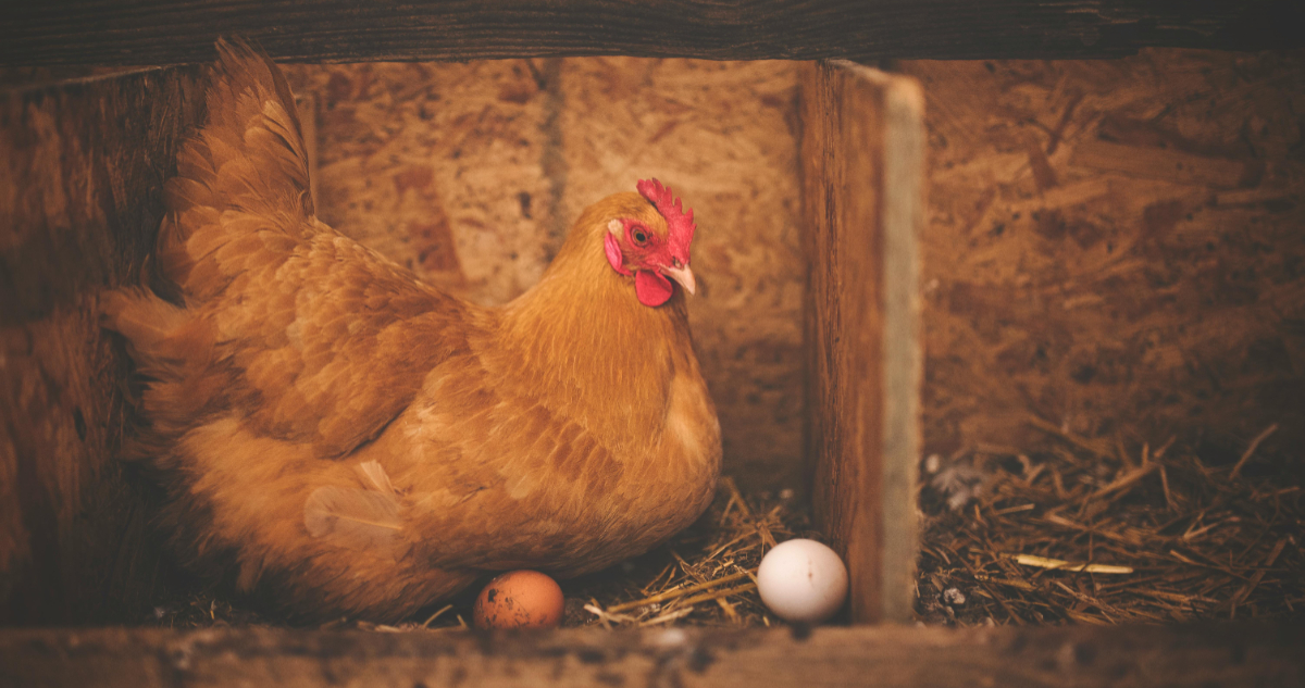 Foto de una gallina con huevos