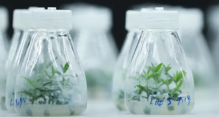 Germinan semillas de olivo mutadas en el espacio en localidad de China