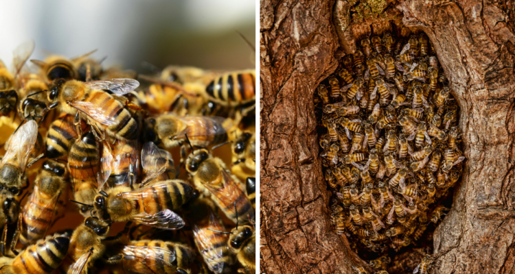 Hombre muere tras ser picado 150 veces por abejas en Argentina: estuvo 4 días en terapia intensiva