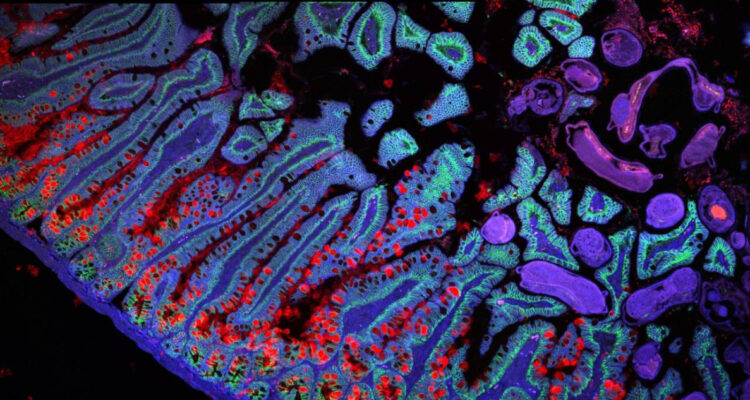 Atlas del cuerpo humano