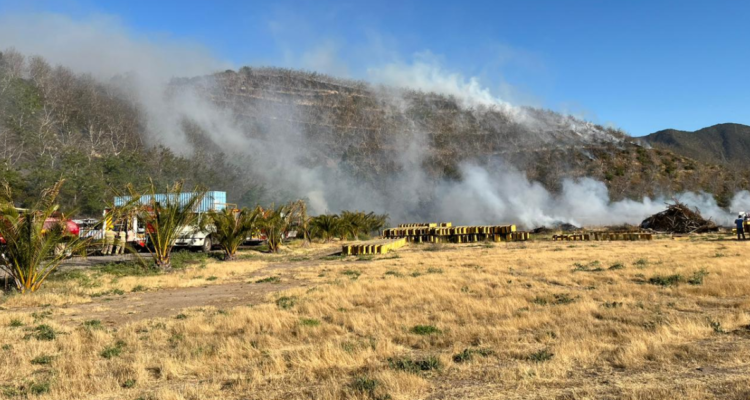 Unidades de bomberos combaten incendio forestal en Cerro Chena de San Bernardo