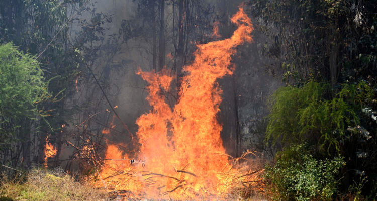 incendio forestal quilpué