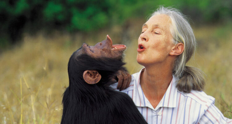 Jane Goodall advierte que “estamos en medio de la sexta gran extinción”