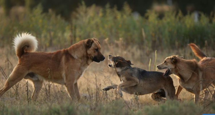 jauría de perros ovalle