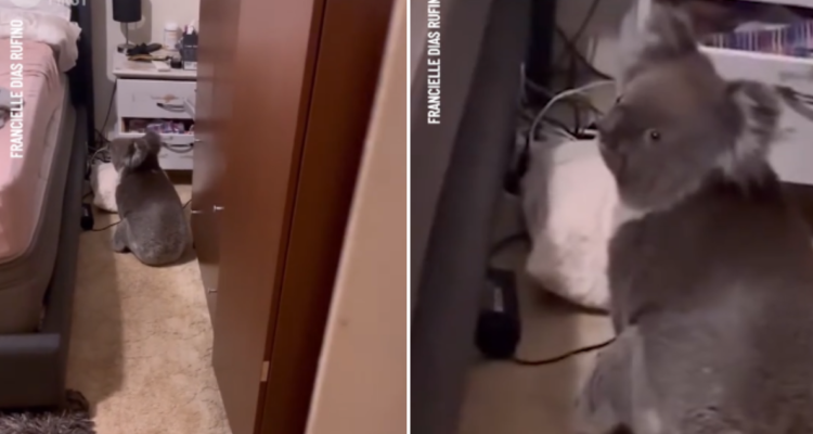 Koala en un dormitorio