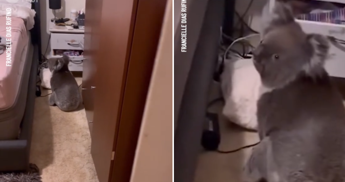 Koala en un dormitorio