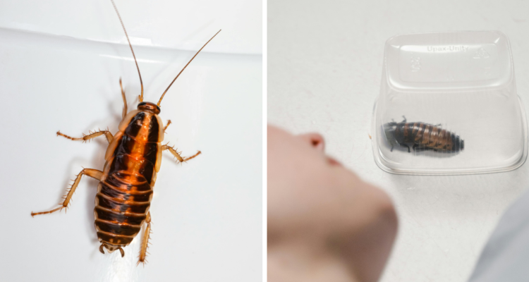 Un hombre en la India, llegó por un dolor de estómago a un centro asistencial y para sorpresa de todos, tenía una cucaracha viva dentro de su estómago.