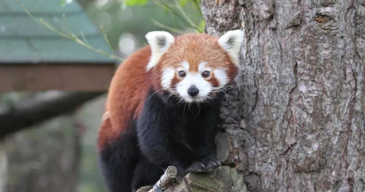 Madre de panda rojo de tres meses