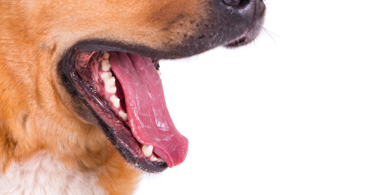 Esto es lo que puedes hacer si tu perro tiene mal aliento: veterinaria da tips de salud bucal canina