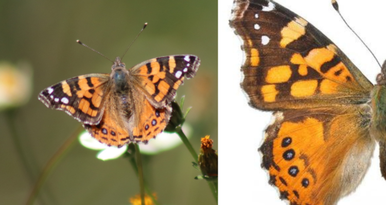 mariposas naranjas Chile