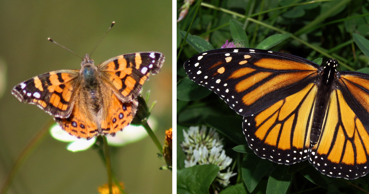 Mariposa naranja