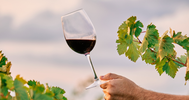 Dos viñedos chilenos fueron elegidos entre los mejores del mundo: estos son los precios de sus vinos