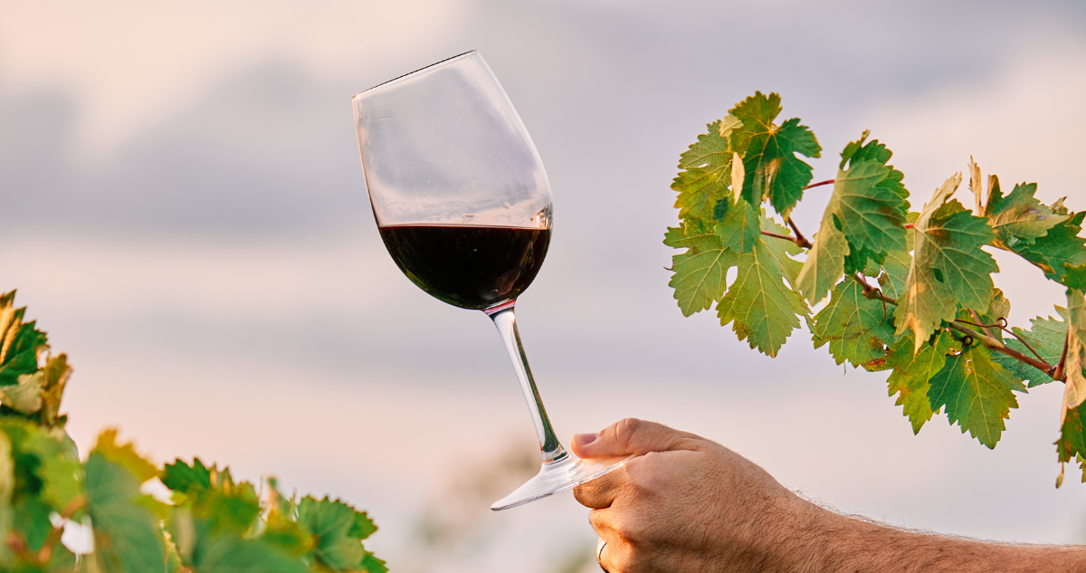 Dos viñedos chilenos fueron elegidos entre los mejores del mundo: estos son los precios de sus vinos