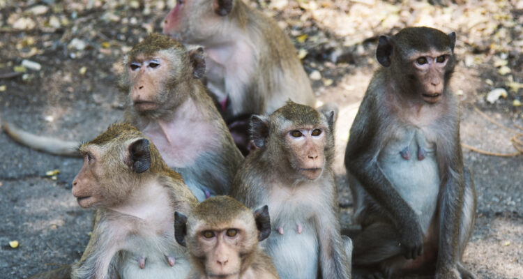 43 monos se fugan de centro de investigación en EE. UU: es la tercera vez que ocurre